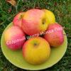 Яблоня Академик Казаков (Malus domestica Borkh) 9