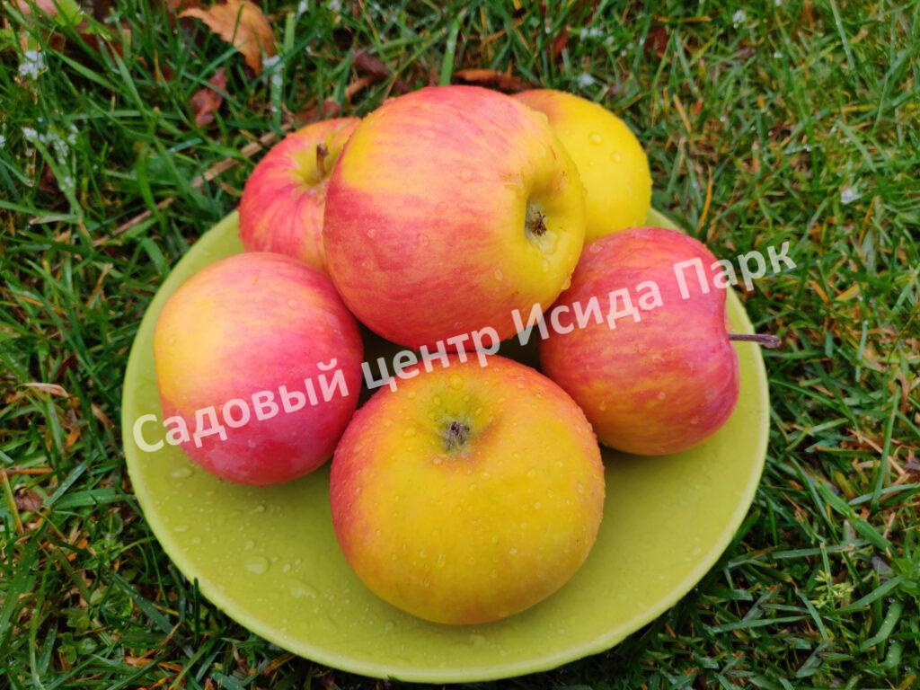 Яблоня Академик Казаков (Malus domestica Borkh)