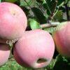 Яблоня Академик Казаков (Malus domestica Borkh) 10
