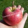Яблоня Академик Казаков (Malus domestica Borkh) 4