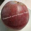 Яблоня Аксамит (Aksamit) 5