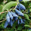 Жимолость Аквамарин (LONICERA CAERULEA) 9