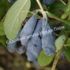 Жимолость Аквамарин (LONICERA CAERULEA) 12