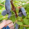 Жимолость Аквамарин (LONICERA CAERULEA) 10