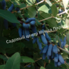 Жимолость Аквамарин (LONICERA CAERULEA) 11