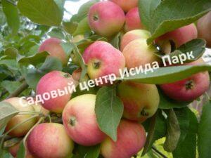Яблоня Аленушка (Alenushka)