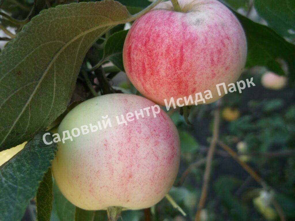 Яблоня Алтайское зимнее (ALTAYSKOE ZIMNEE)
