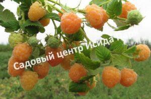 Малина Алтайская десертная жёлтая (Rubus idaeus)