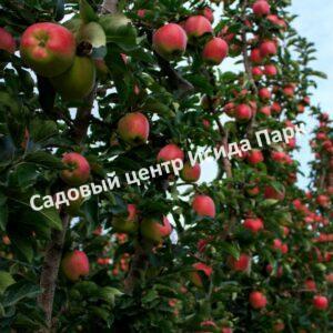 Яблоня Амброзия (Ambroziya)