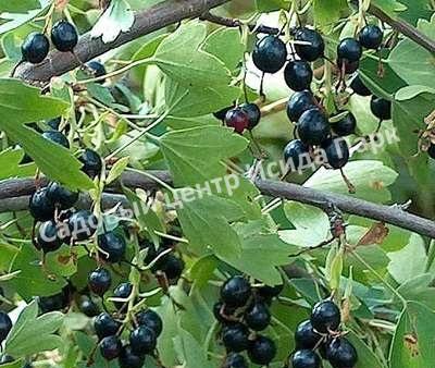 Смородина черная Ариадна (Ariadna) Смородина черная Ариадна (Ariadna)