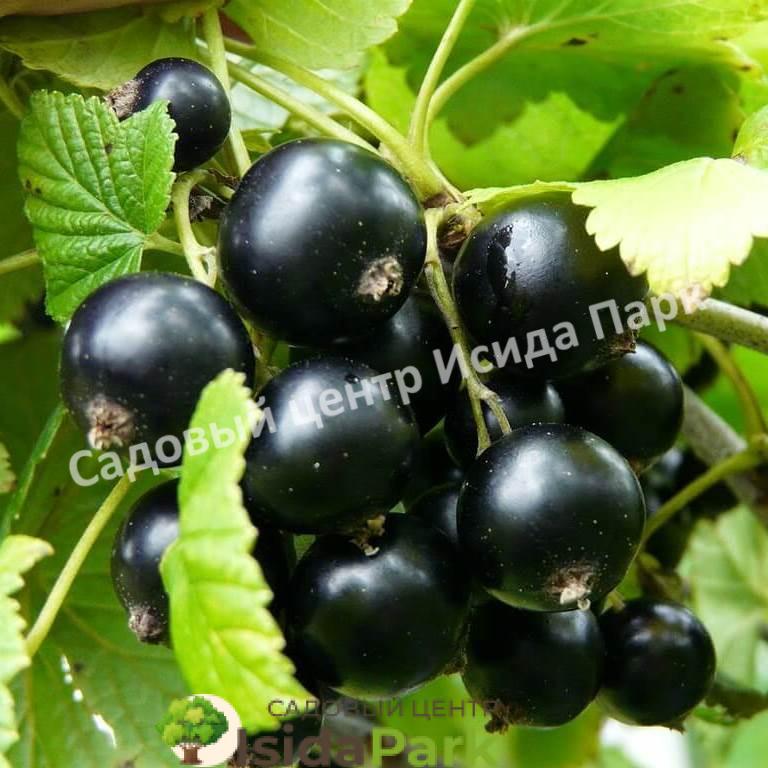 Смородина черная Ариадна (Ariadna) Смородина черная Ариадна (Ariadna)