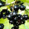 Смородина черная Ариадна (Ariadna) 5 Смородина черная Ариадна (Ariadna) 5
