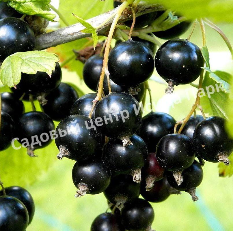 Смородина черная Ариадна (Ariadna) Смородина черная Ариадна (Ariadna)