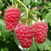 Малина АРОЧНАЯ (RUBUS AROCHNAIA) 7