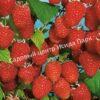 Малина АРОЧНАЯ (RUBUS AROCHNAIA) 1