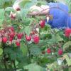 Малина АРОЧНАЯ (RUBUS AROCHNAIA) 8
