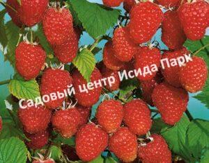 Малина АРОЧНАЯ (RUBUS AROCHNAIA)