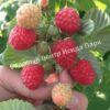 Малина АРОЧНАЯ (RUBUS AROCHNAIA) 9