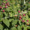 Малина АРОЧНАЯ (RUBUS AROCHNAIA) 10