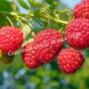 Малина Августовское Чудо на штамбе (Rubus idaeus) 4