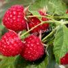 Малина Августовское Чудо на штамбе (Rubus idaeus) 2