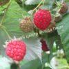 Малина Августовское Чудо на штамбе (Rubus idaeus) 5