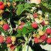 Малина Августовское Чудо на штамбе (Rubus idaeus) 3