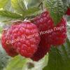 Малина Августовское Чудо на штамбе (Rubus idaeus) 6