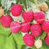 Малина Августовское Чудо на штамбе (Rubus idaeus) 7