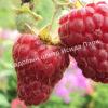 Малина Августовское Чудо на штамбе (Rubus idaeus) 8