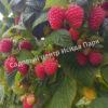 Малина Августовское Чудо на штамбе (Rubus idaeus) 1