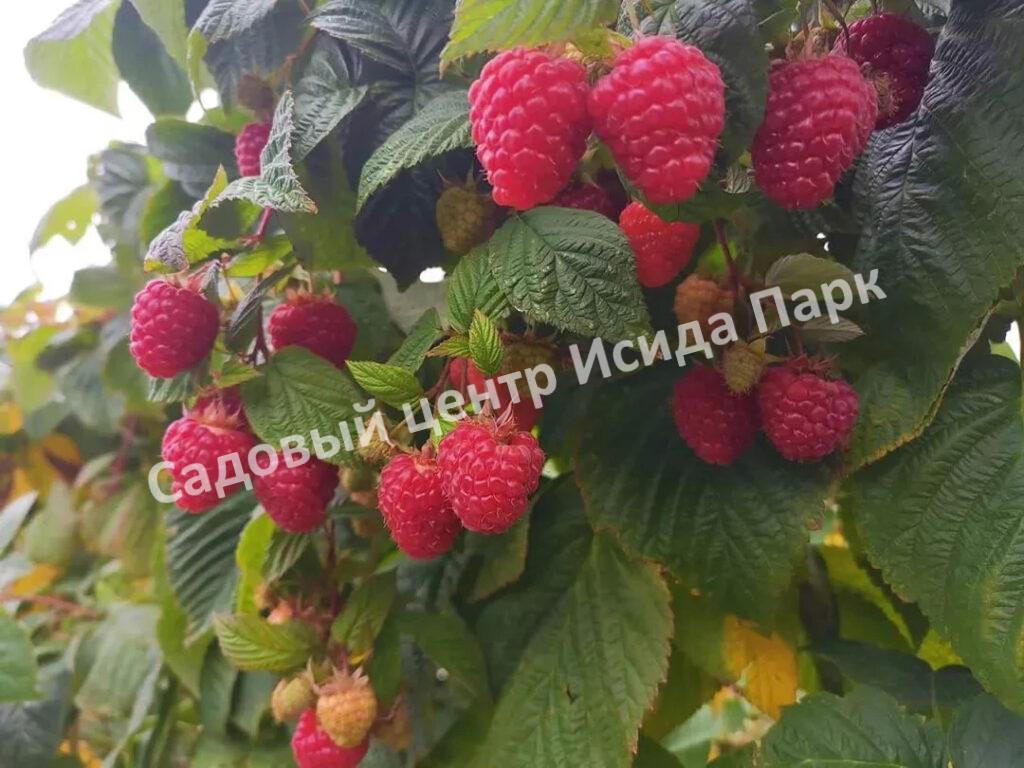 Малина Августовское Чудо на штамбе (Rubus idaeus)