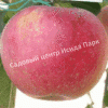 Яблоня Аврора Крымская (AVRORA KRYMSKAYA) 7