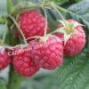 Малина Бархатная (Rubus idaeus L.velvet) 3