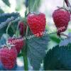 Малина Бархатная (Rubus idaeus L.velvet) 5