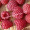 Малина Бархатная (Rubus idaeus L.velvet) 6