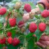 Малина Бархатная (Rubus idaeus L.velvet) 4