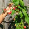 Малина Бархатная (Rubus idaeus L.velvet) 7