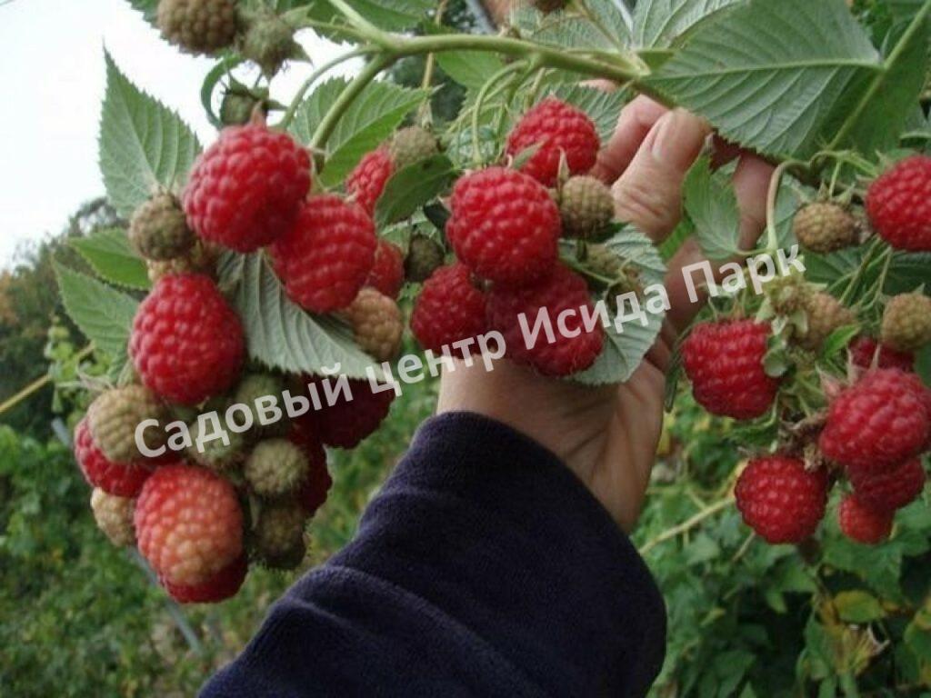 Малина Барнаульская (BARNAULSKAYA)