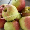 Яблоня Академик Казаков (Malus domestica Borkh) 5