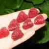 Малина на штамбе Бенефис (Rubus Benefis) 4