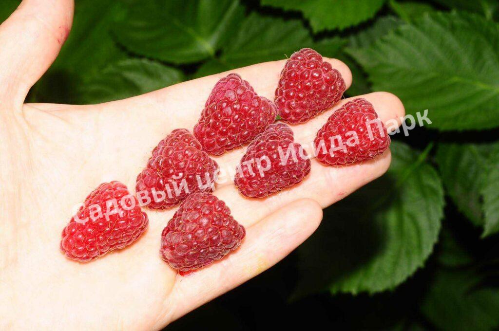 Малина на штамбе Бенефис (Rubus Benefis)