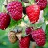Малина на штамбе Бенефис (Rubus Benefis) 1