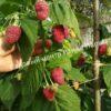 Малина на штамбе Бенефис (Rubus Benefis) 5