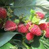 Малина на штамбе Бенефис (Rubus Benefis) 6