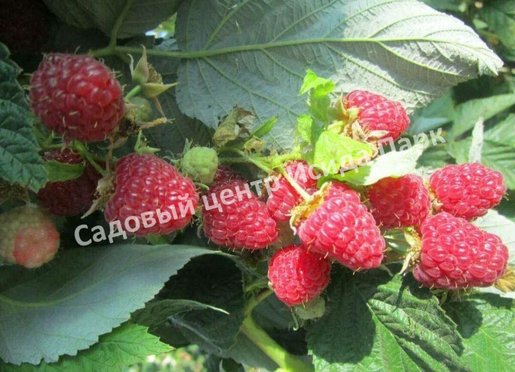 Малина на штамбе Бенефис (Rubus Benefis)