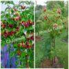 Малина на штамбе Бенефис (Rubus Benefis) 7