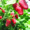 Малина на штамбе Бенефис (Rubus Benefis) 8
