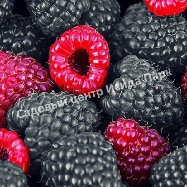 Малина Блэк Джевел (Black Jewel) Малина Блэк Джевел (Black Jewel)