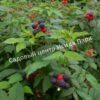 Малина Блэк Джевел (Black Jewel) 1